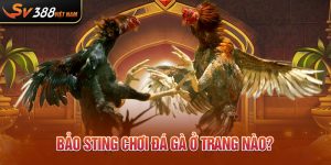 Bảo sting chơi đá gà ở trang nào