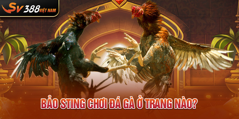 Bảo sting chơi đá gà ở trang nào