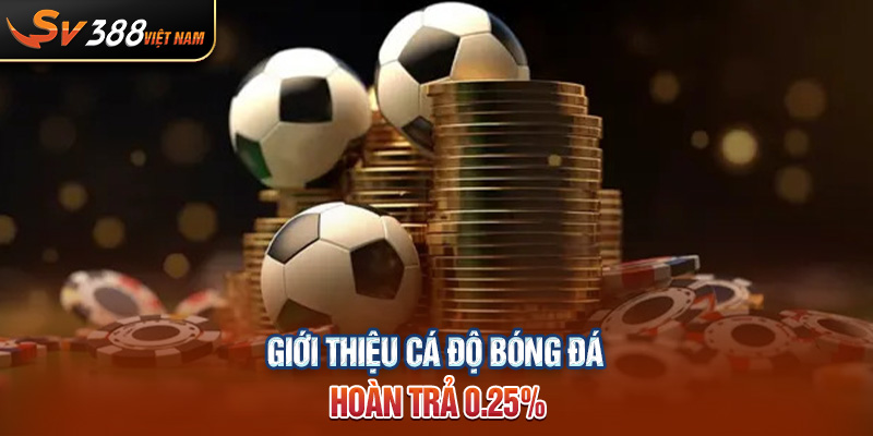 Giới thiệu cá độ bóng đá hoàn trả 0.25%