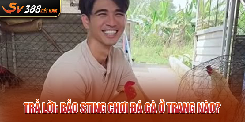 Trả lời: Bảo Sting chơi đá gà ở trang nào?